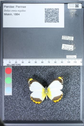Media type: image;   Entomology 74532